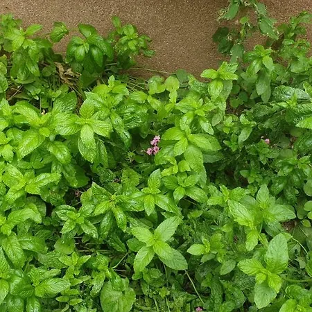 Apartament Mendula *