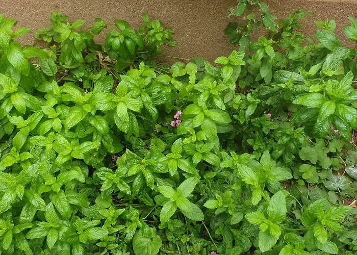 Διαμέρισμα Mendula *